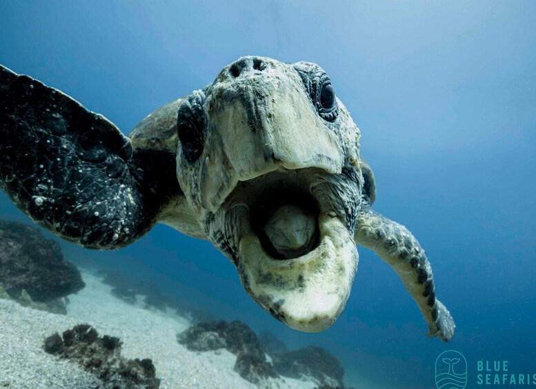 Picture 3 for Activity Gold Coast: Cook Island Snorkel Tour with Guide