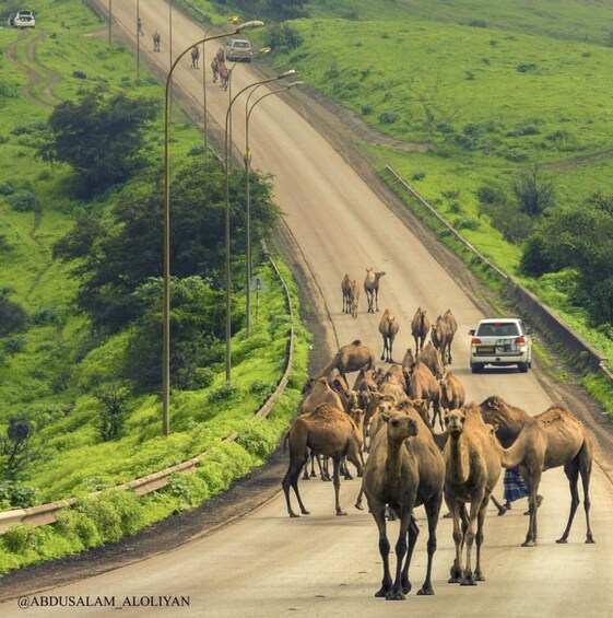 Picture 6 for Activity Salalah: Full-Day the magical Dhofar Tour with Lunch