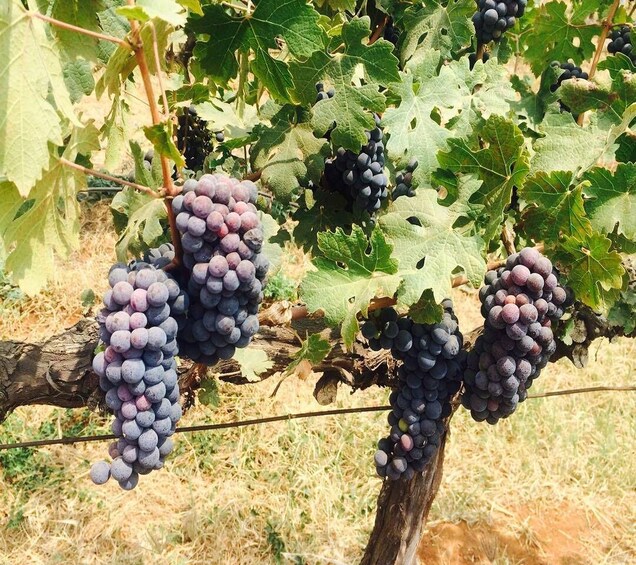 Nashik: Private Full-Day Wine Tour with Tastings From Mumbai