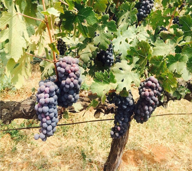 Nashik: Private Full-Day Wine Tour with Tastings From Mumbai