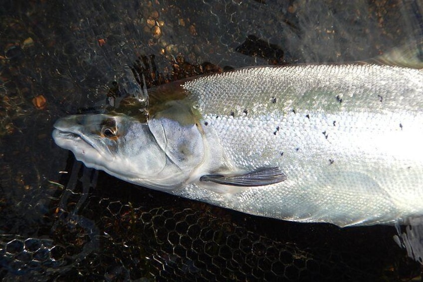 Atlantic Salmon