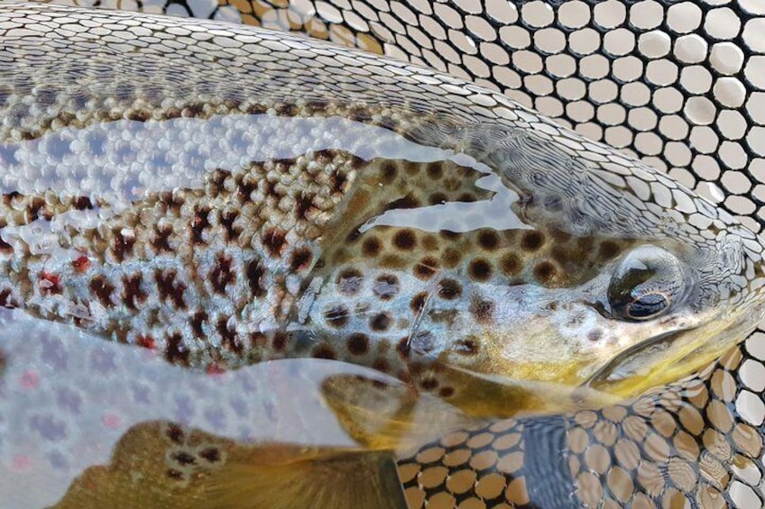 Private Lake and River Fishing Tour from Reykjavik