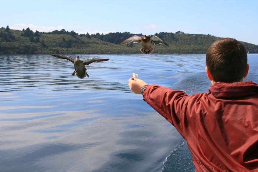 Picture 1 for Activity Lake Taupo: Māori Rock Carvings Scenic Boat Cruise