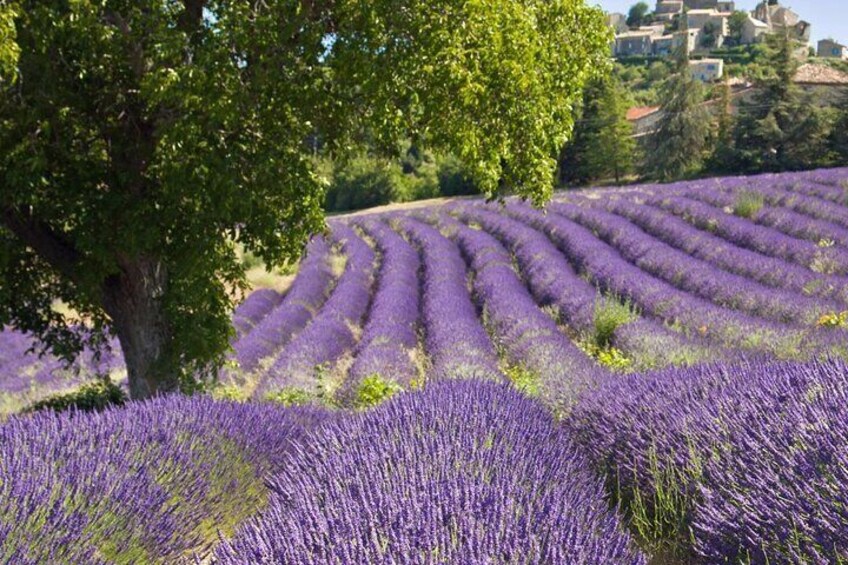 Verdon Canyon and its Lake Full Day Private Tour