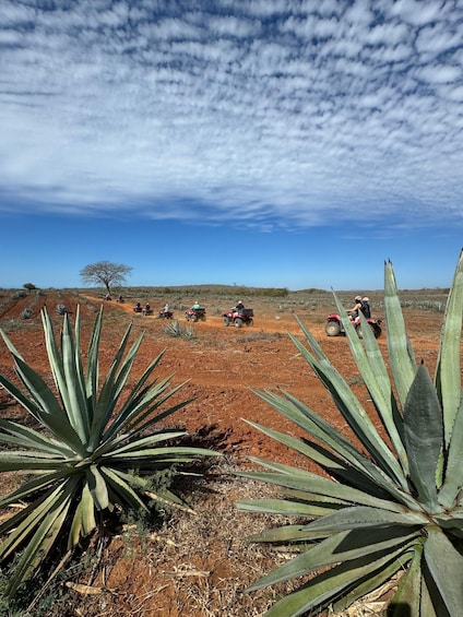 Picture 4 for Activity ATV & TEMAZCAL COMBO TOUR