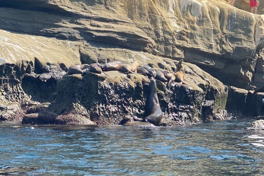 La Jolla Sea Caves Kayak Tour (Tandem Kayak)