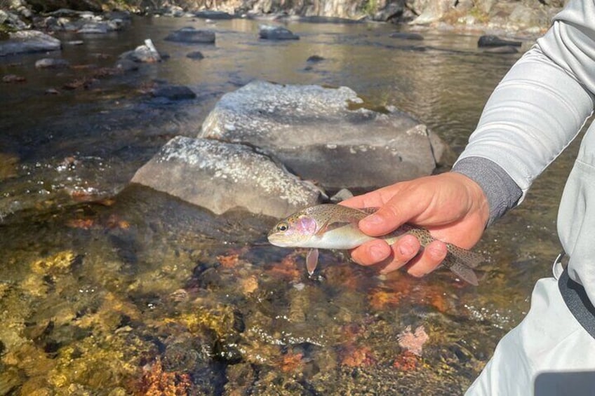 Smoky Mountains National Park Half Day Fly Fishing