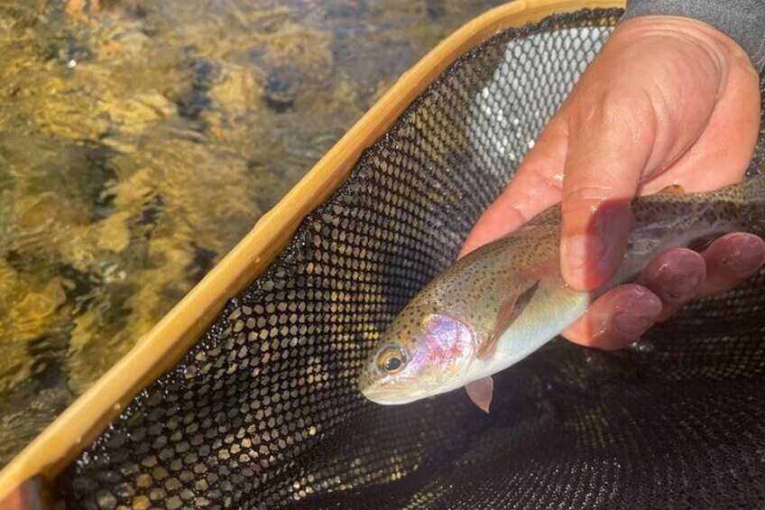 Smoky Mountains National Park Half Day Fly Fishing