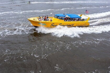 Sea Screamer Cruise - 2 Hour Dolphin Watch Tour in South Carolina