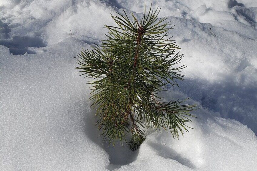 Little sapling pine tree in the snow.