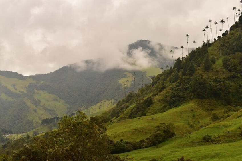 Part of the Cocora Valley