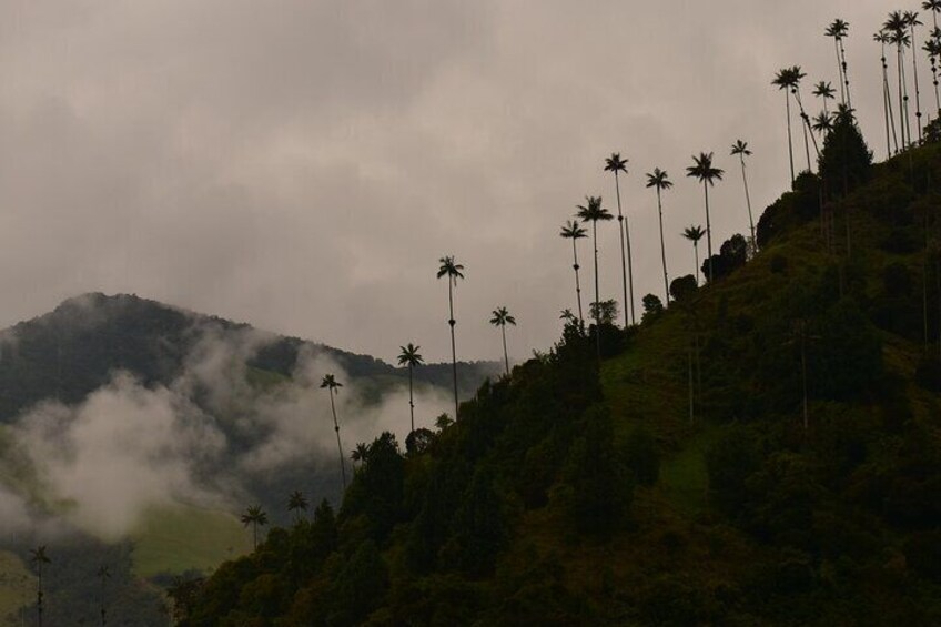 wax palms