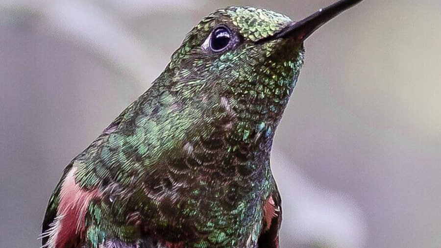 hummingbird