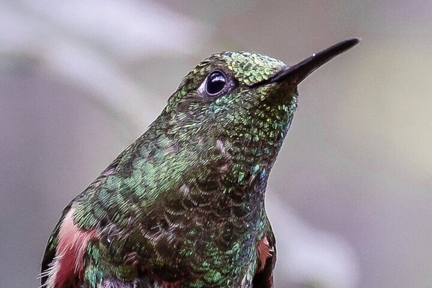 hummingbird