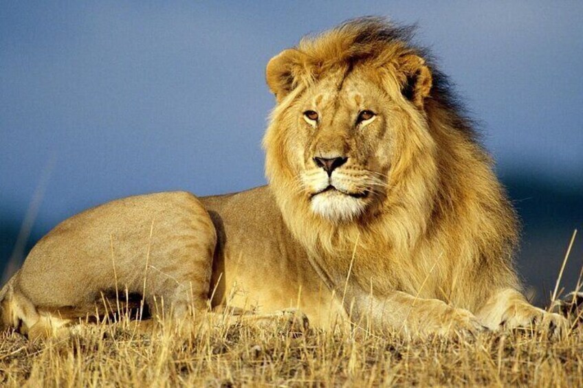 Half Day Lion and Safari Park Tour