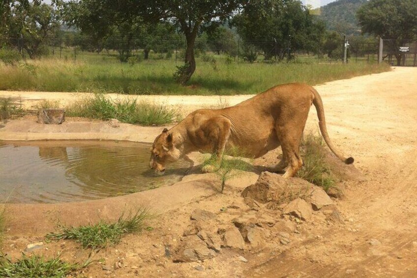 Half Day Lion and Safari Park Tour