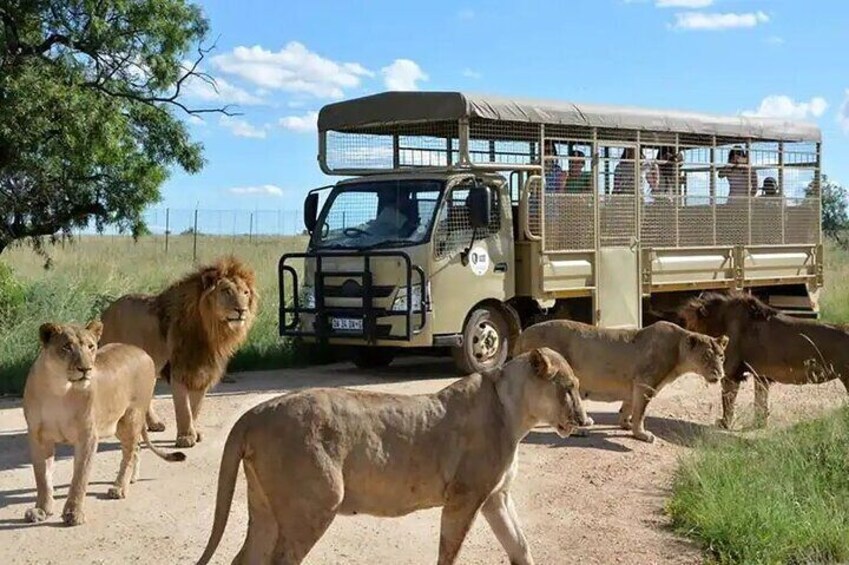 Half Day Lion and Safari Park Tour