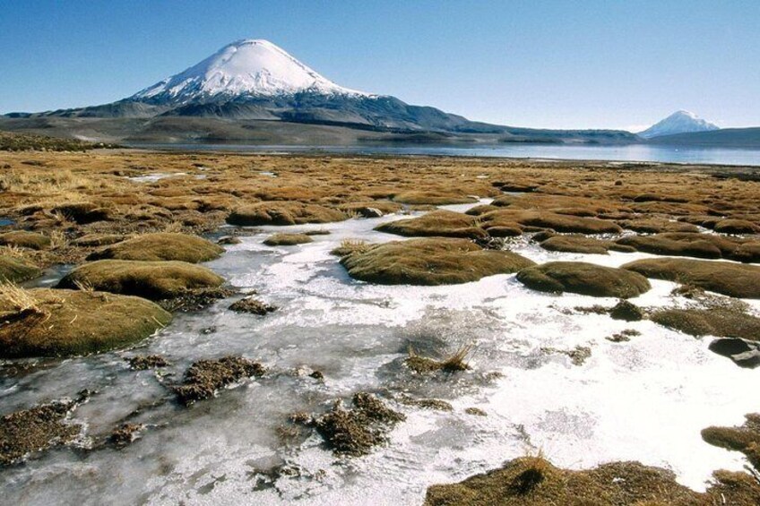 Arica: Full day to Lauca National Park and Chungara Lake, meals included