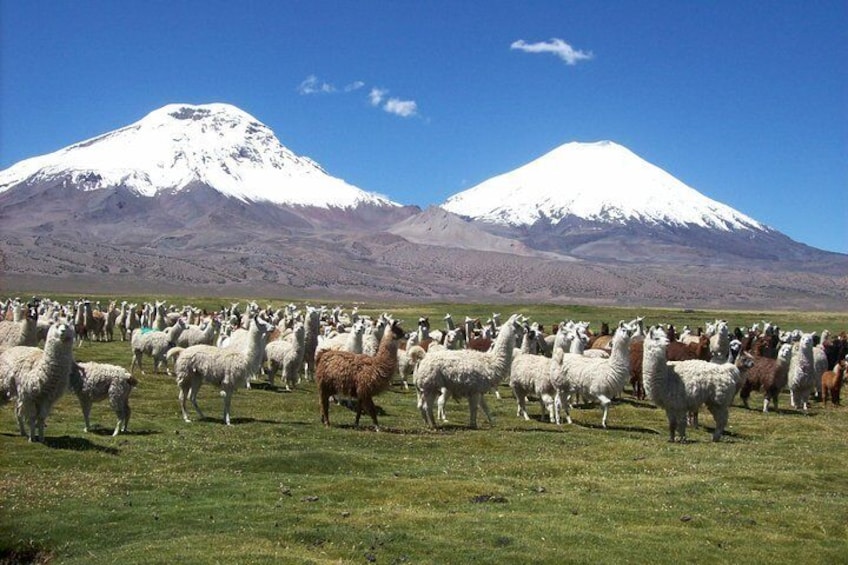 Arica: Full day to Lauca National Park and Chungara Lake, meals included