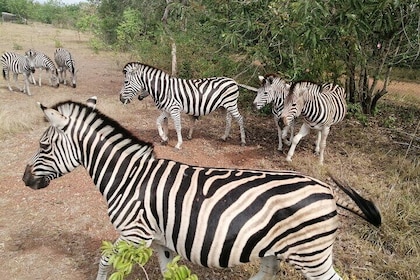 Half Day Accra Safari Private Tour