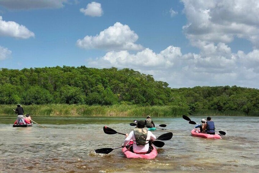 Sisal kayak through Mangroves & Bird watching from Merida