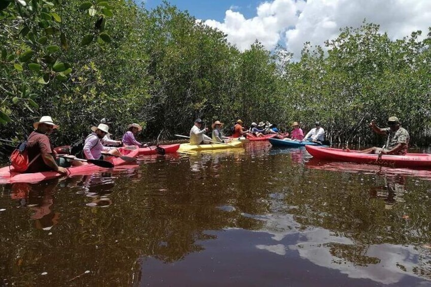 Sisal kayak through Mangroves & Bird watching from Merida