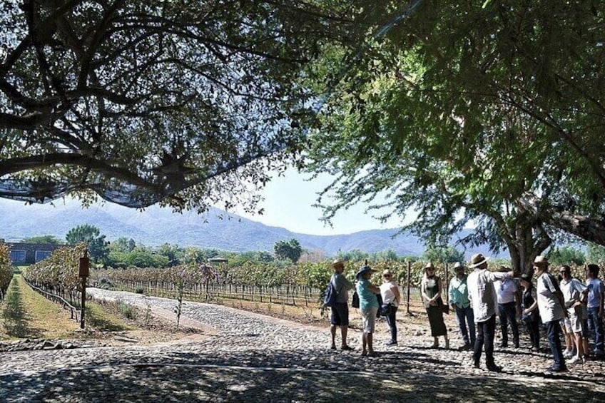 Full Day Tour in Finca Estramancia Vineyard with stop in Chapala
