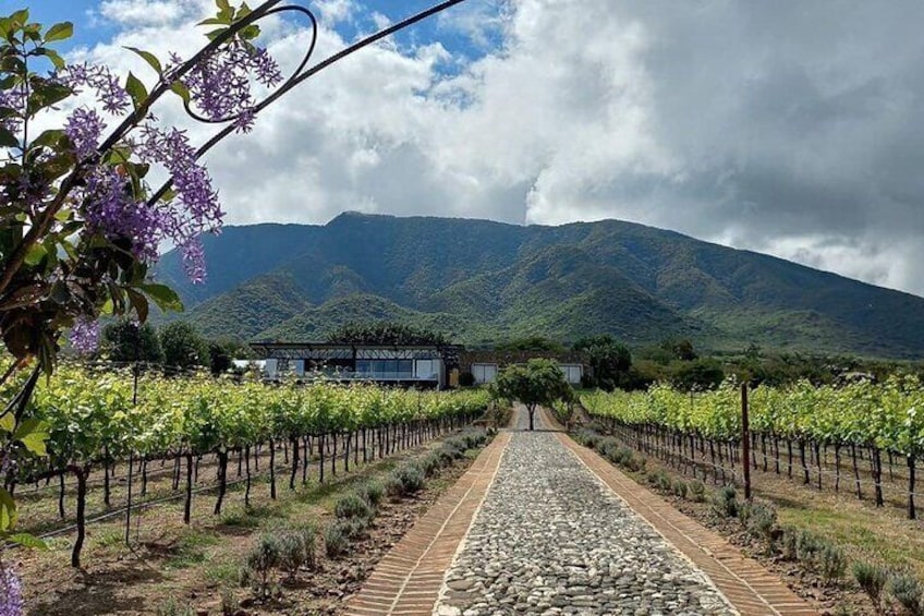 Full Day Tour in Finca Estramancia Vineyard with stop in Chapala