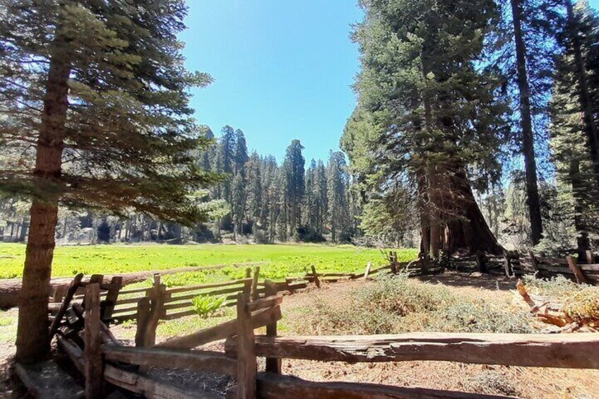 Meadow surrounded by Giant Sequoias