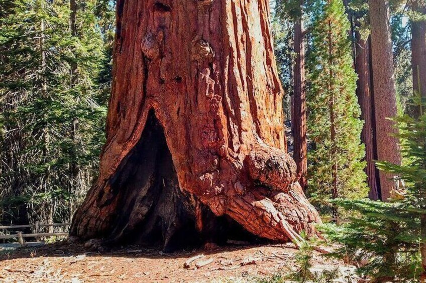 The ancient sequoias of Grant Grove