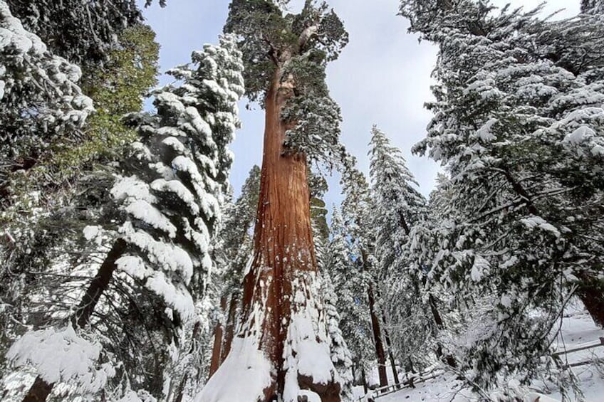 Sequoia trees in winter