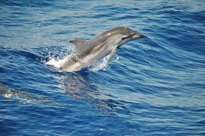 Aquarium of Genoa Ticket and Whale Watching Cruise