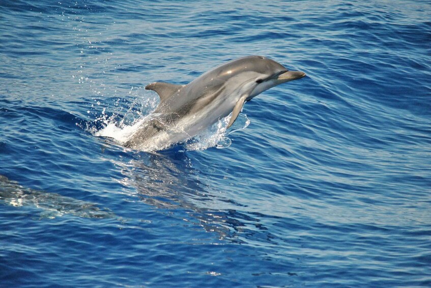 Picture 1 for Activity Aquarium of Genoa Ticket and Whale Watching Cruise