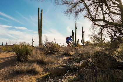 Scottsdale : Excursion de vélo de montagne d’une demi-journée dans le déser...