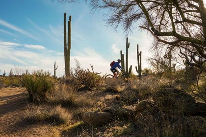 Scottsdale: Halvdagstur på terrengsykkel i Sonoran-ørkenen