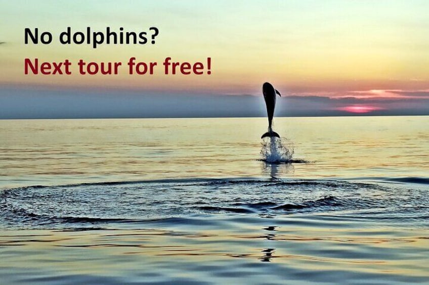 Sunset Dolphin Watching with Drinks in Rovinj