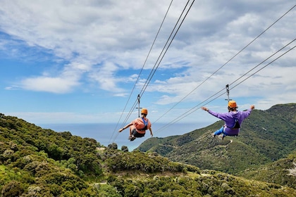 Kaikōura: Zipline and Native Forest Adventure Trip