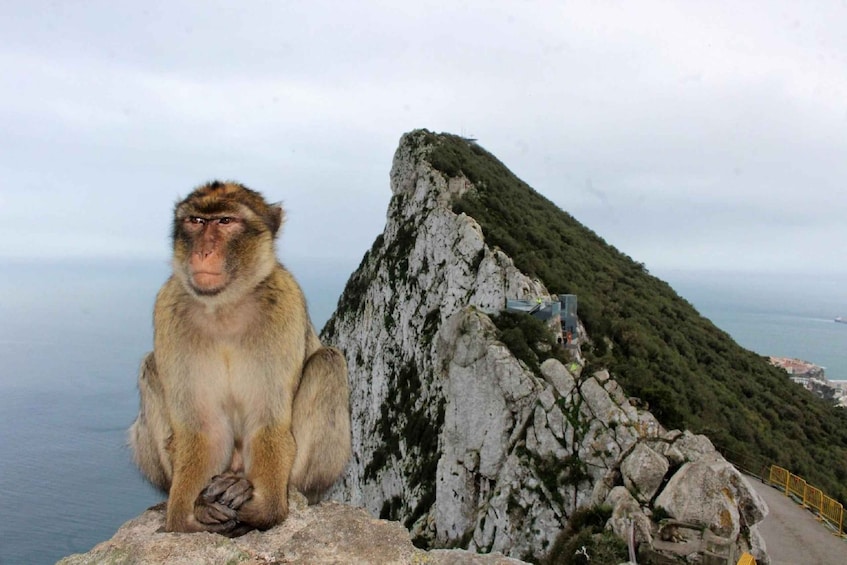 Picture 5 for Activity From Malaga: Private day trip to the Rock of Gibraltar