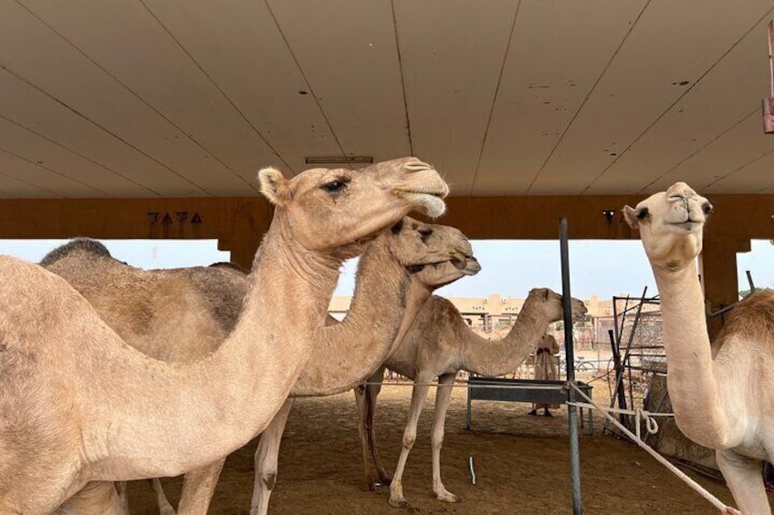 Camel Market