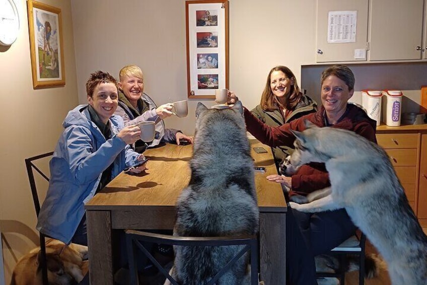 Husky Petting, in Akureyri