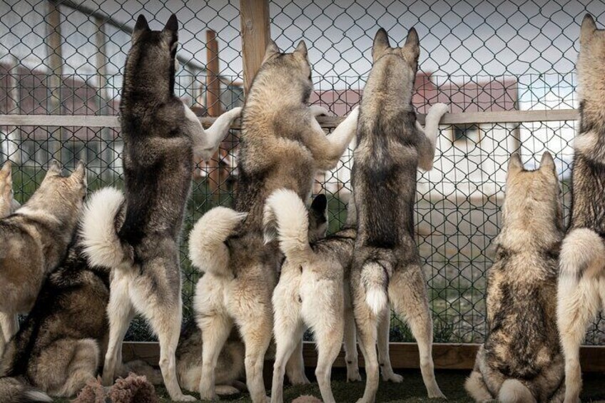 Husky Petting, in Akureyri