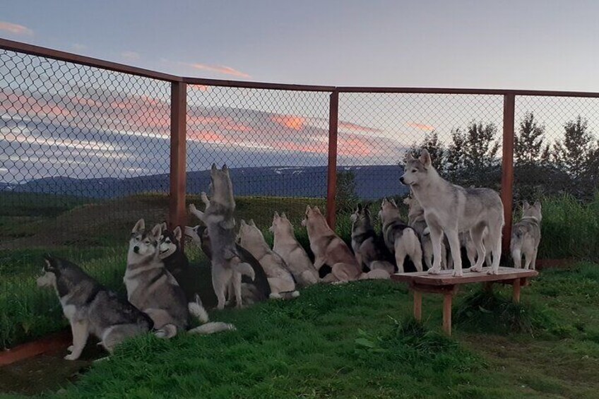 Husky Petting, in Akureyri