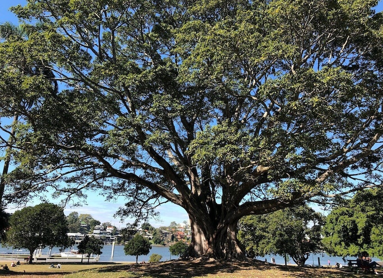 Picture 4 for Activity Lone Pine and Brisbane City Highlights