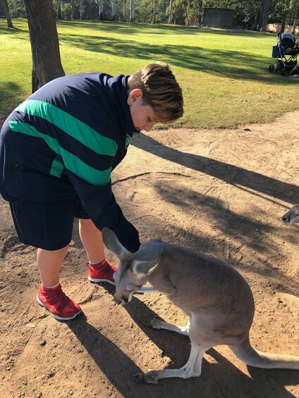 Picture 7 for Activity Lone Pine and Brisbane City Highlights