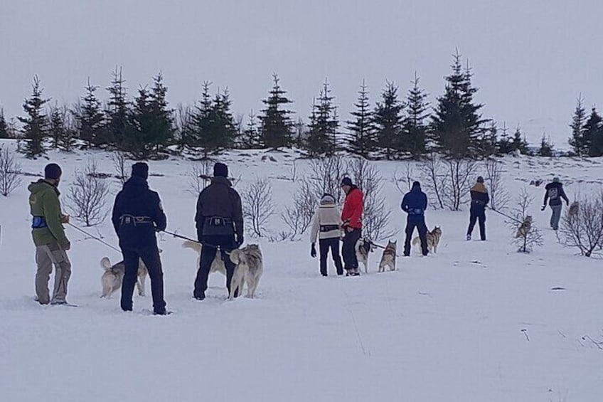 Hiking with Husky in Akureyri