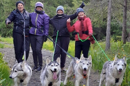 Hiking with Husky in Akureyri