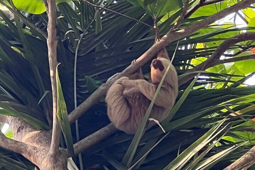 Monkey, Crocodile, Sloths & Beach Experience