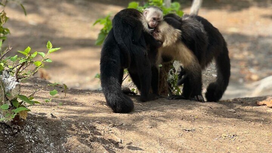 Monkey, Crocodile, Sloths & Beach Experience
