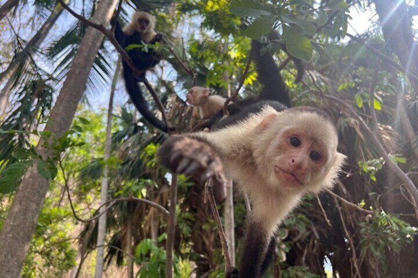 Monkey, Crocodile, Sloths & Beach Experience