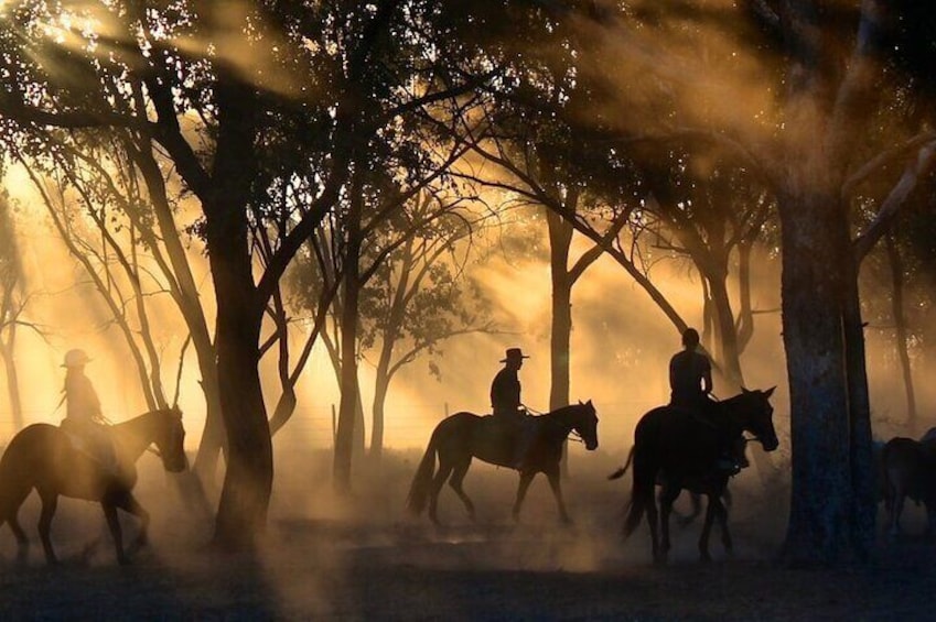 Sunset light beneath the forest. 